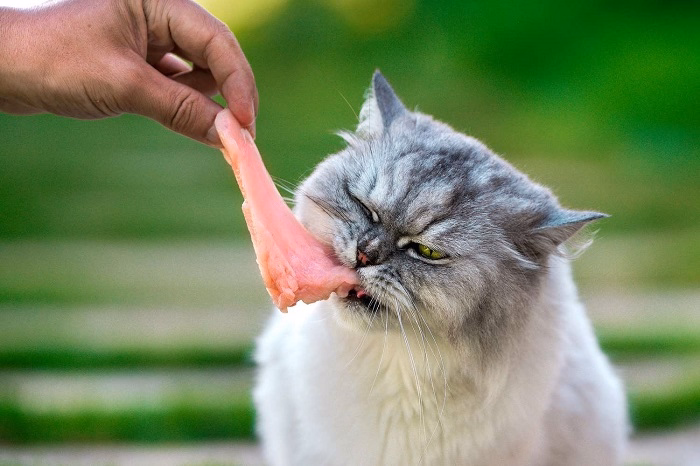 Is Raw Chicken Safe for Cats