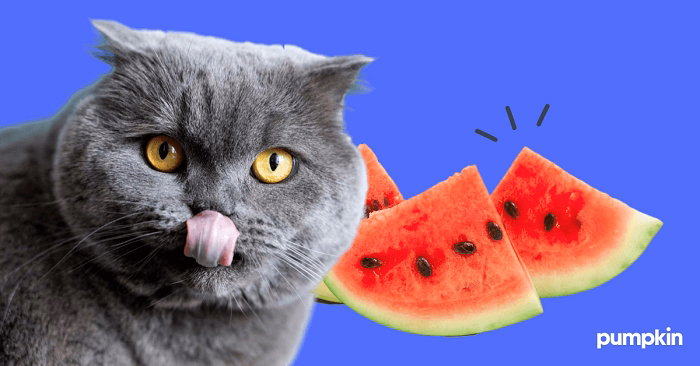 Is Watermelon Safe for Cats