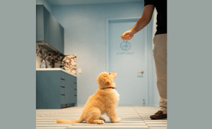 Read more about the article Advanced Diagnostic Tools for Pets: Why CT Scans and X-Rays Matter