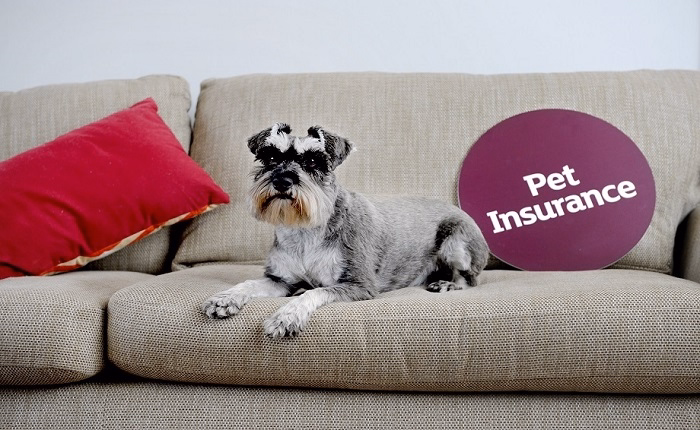 Sainsbury Pet Insurances Cost