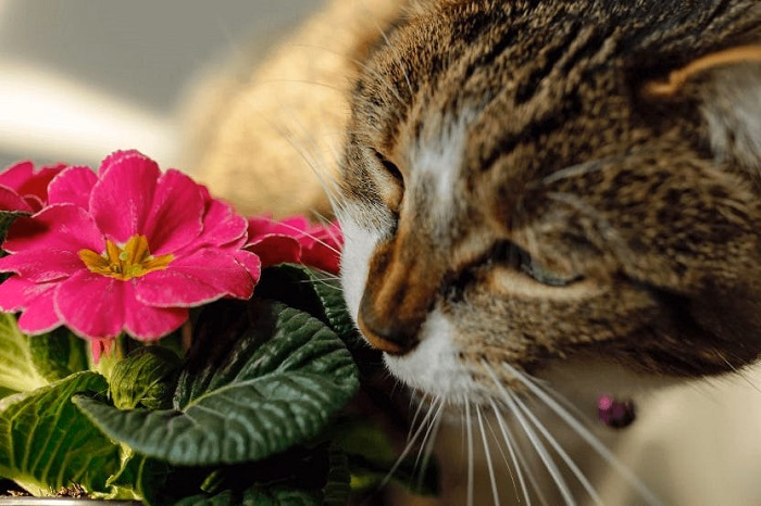 Symptoms of Plant Poisoning in Cats
