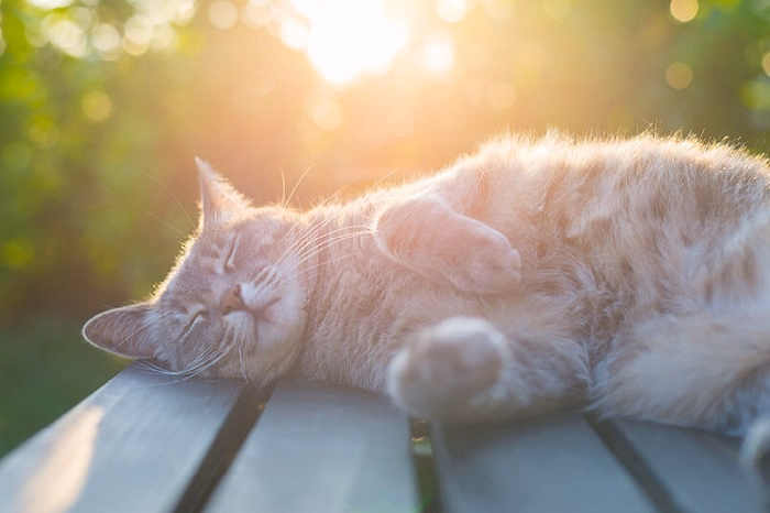 What Does It Mean When an Animal Is Considered Nocturnal