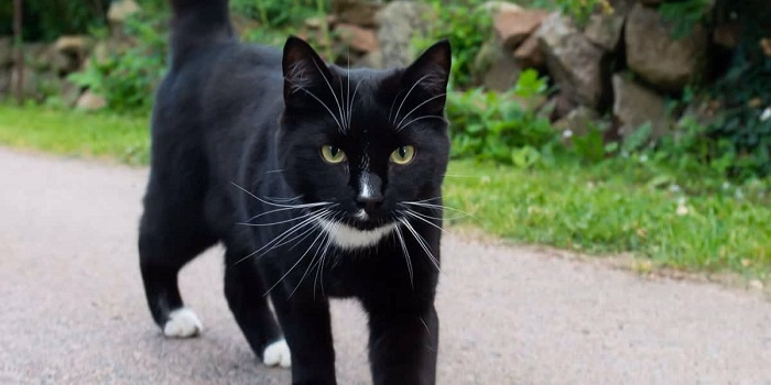 What Is Spraying in Cats