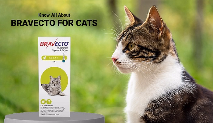 What is Bravecto for Cats