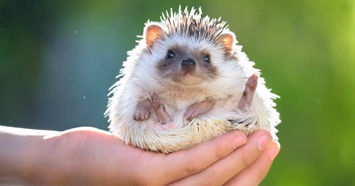 What makes hedgehogs great pets