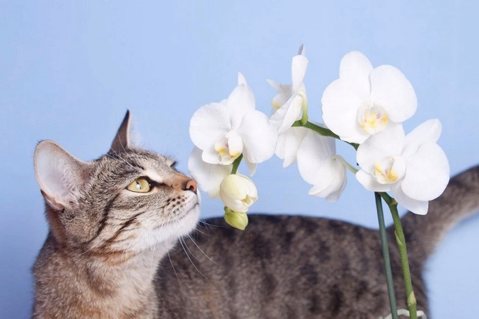 What to Do When a Cat Consumes an Orchid