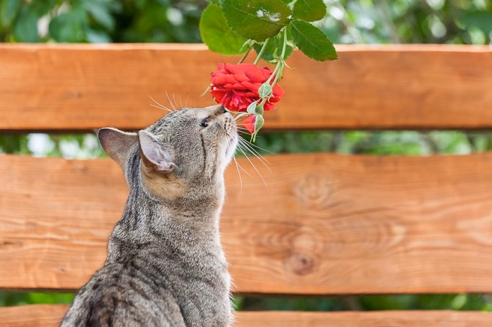 What to Do if Your Cat Eats a Rose