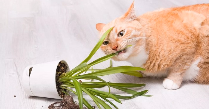 Why Are Snake Plants Toxic to Cats