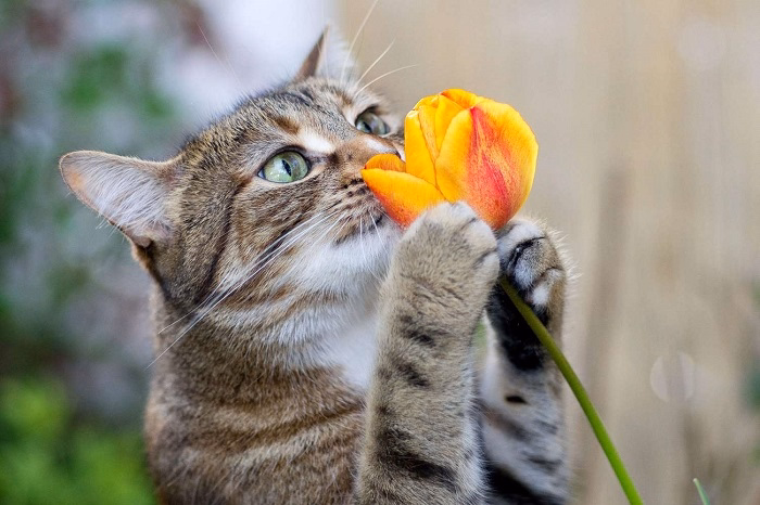 Why Do Tulips Become Toxic to Cats