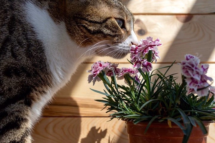 You are currently viewing Are Carnations Toxic to Cats?: What Every Cat Owner Should Know