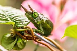 Read more about the article Are Chameleons Good Pets? Full Guide on Their Care and Suitability