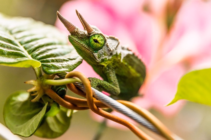 You are currently viewing Are Chameleons Good Pets? Full Guide on Their Care and Suitability