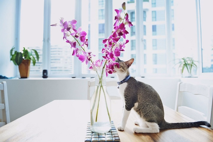 Read more about the article Are Orchids Poisonous to Cats? Everything Cat Owners Need to Know