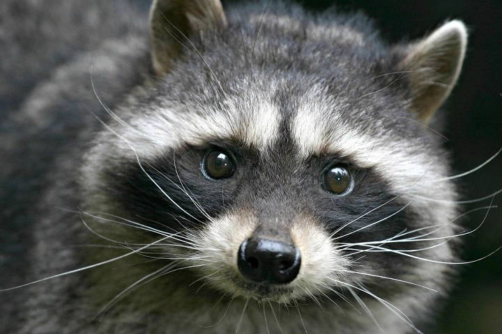 You are currently viewing Are Raccoons Good Pets? A Full Guide on Raising Raccoons