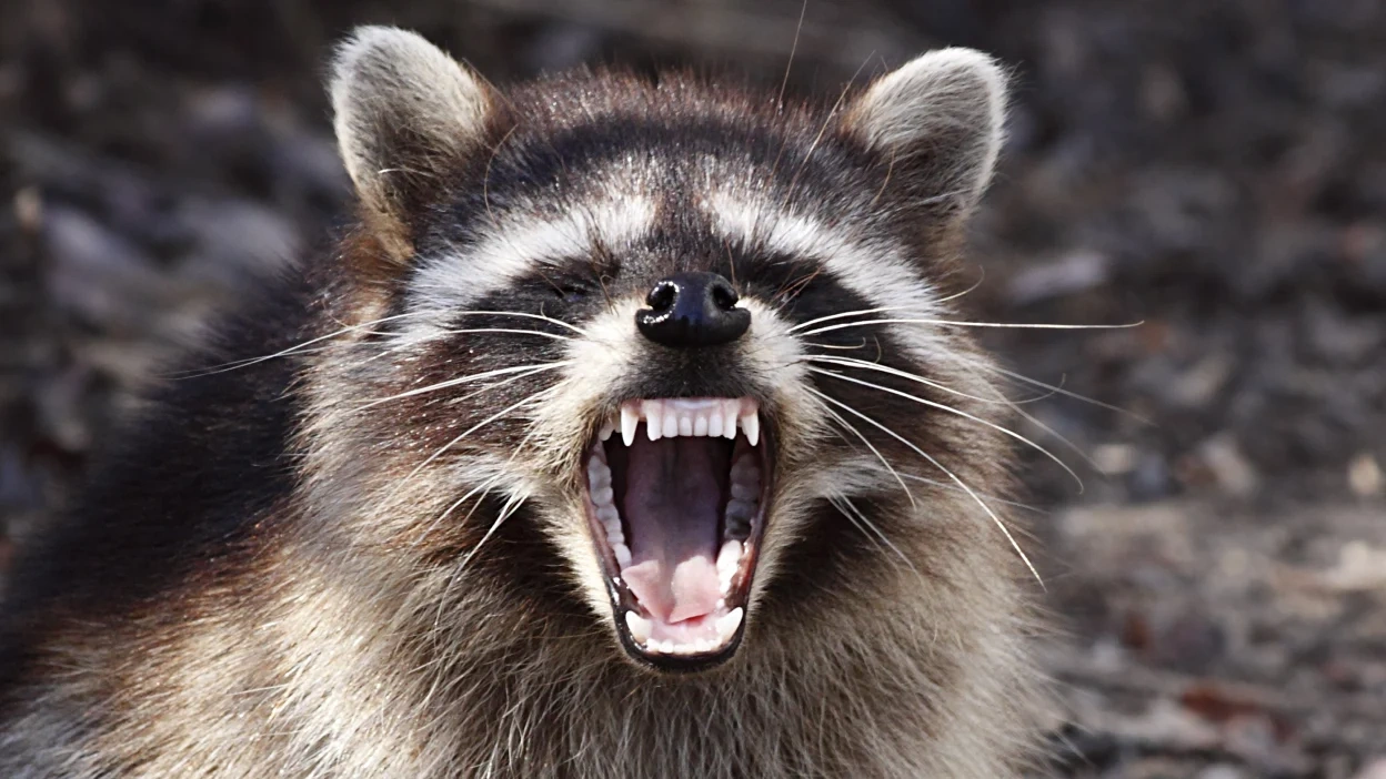 are raccoons good pets1