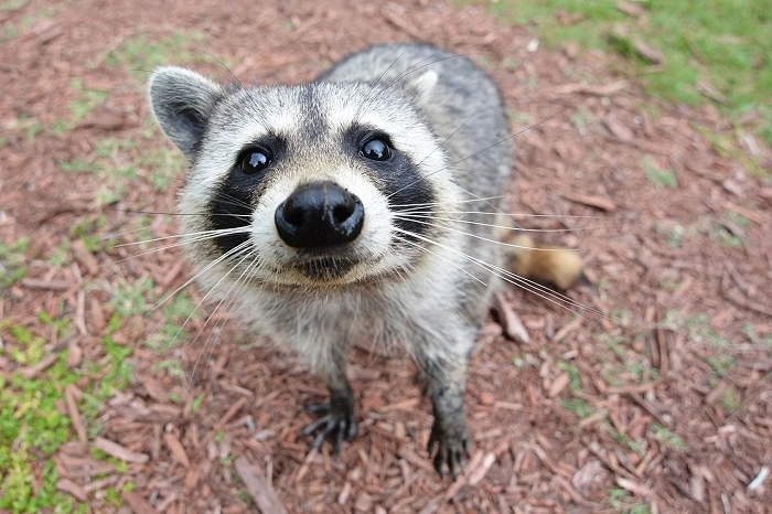 are raccoons good pets3