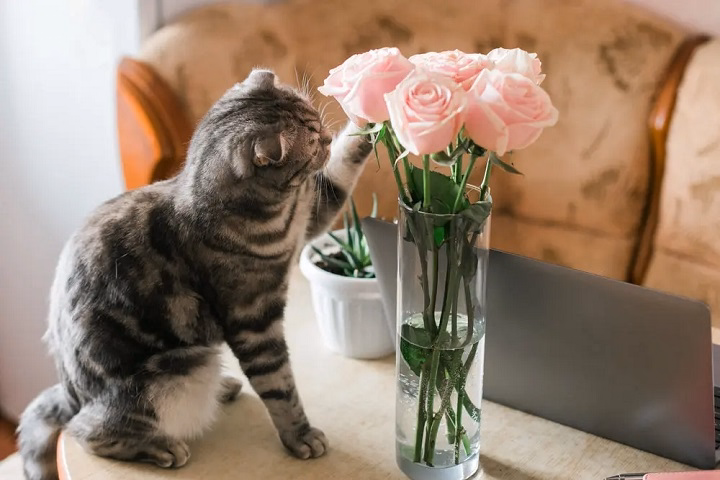 You are currently viewing Are Roses Toxic to Cats? What Every Pet Owner Should Know