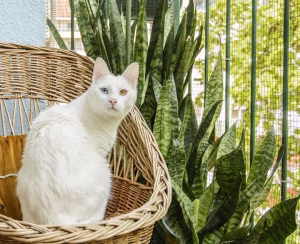 Read more about the article Snake Plants Safety to Cats – What Every Feline Parent Needs to Know