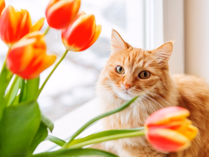 You are currently viewing Toxicity of Tulips to Cats: All You Ever Need to Know