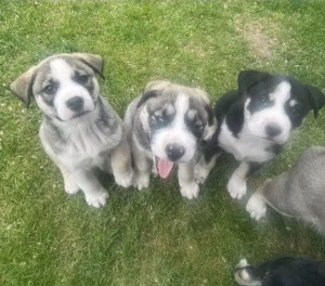 Read more about the article Boise Craigslist Pets: Finding Your Next Furry Friend or Companion