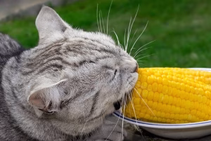 Read more about the article Can Cats Eat Corn? Everything You Need to Know