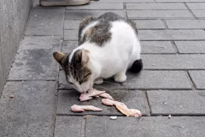 Read more about the article Can Cats Eat Raw Chicken? A Complete Guide for Pet Owners