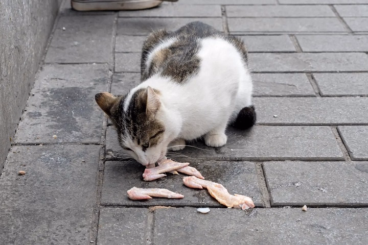 You are currently viewing Can Cats Eat Raw Chicken? A Complete Guide for Pet Owners