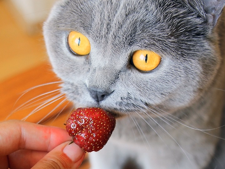 Read more about the article Can Cats Eat Strawberries? Everything You Should Know