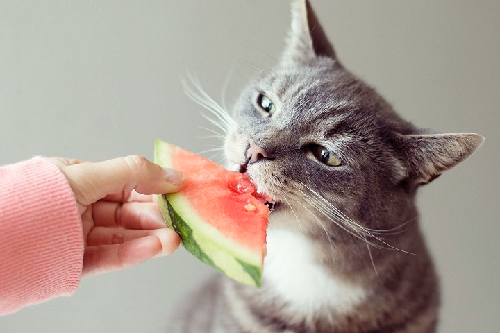 Read more about the article Can Cats Have Watermelon? A Complete Guide for Cat Owners