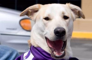 Read more about the article Coastal Pet Rescue: Animal Stranded and Abandoned Lifeline