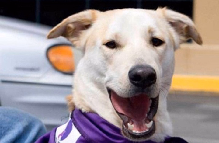 You are currently viewing Coastal Pet Rescue: Animal Stranded and Abandoned Lifeline