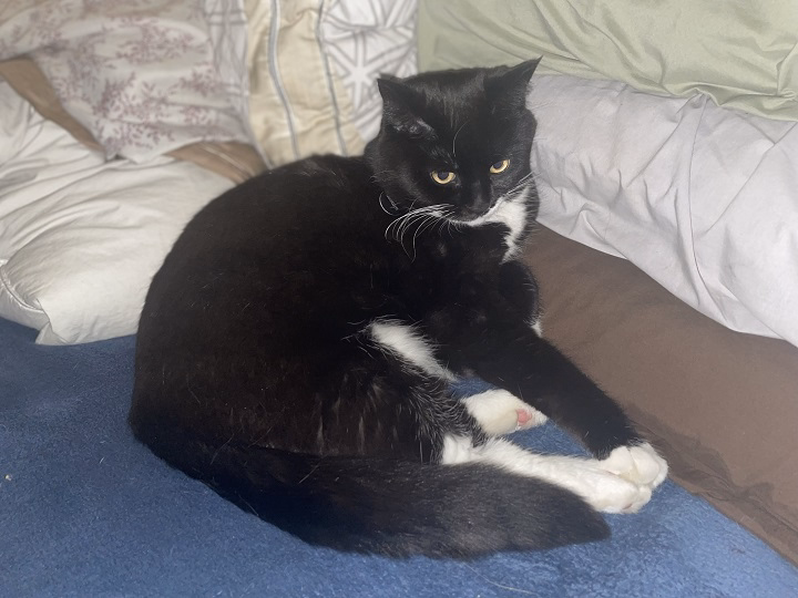 You are currently viewing How to Find Pets on Craigslist Boise: Adopt and Buy Guide in the Area