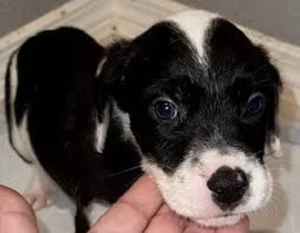 Read more about the article Craigslist El Paso Pets: Your Perfect Pet in El Paso