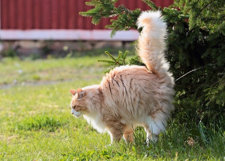 You are currently viewing Do Female Cats Spray? Understanding Spraying Behavior in Female Cats