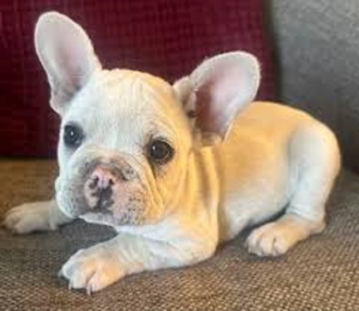 el paso craigslist pets 1