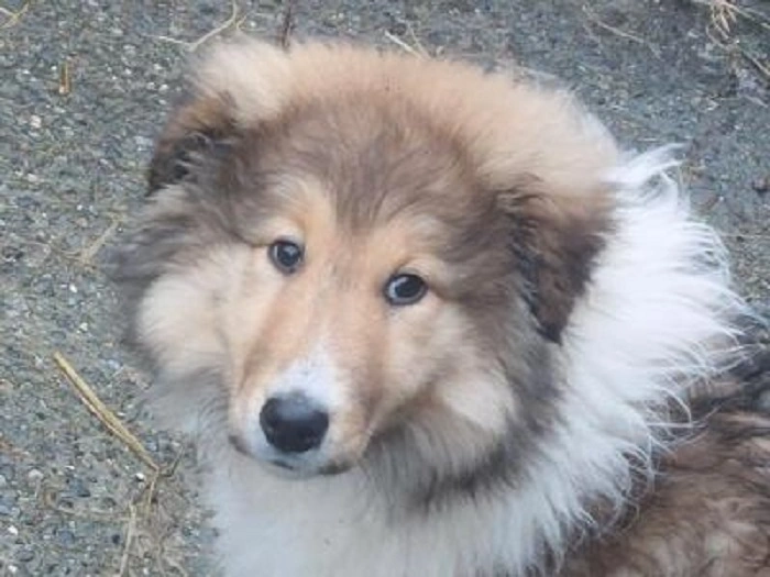 el paso craigslist pets 2