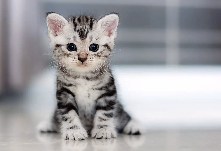 You are currently viewing How to Pick the Best Pets to Fit Your Lifestyle: Finding the Ultimate Companion