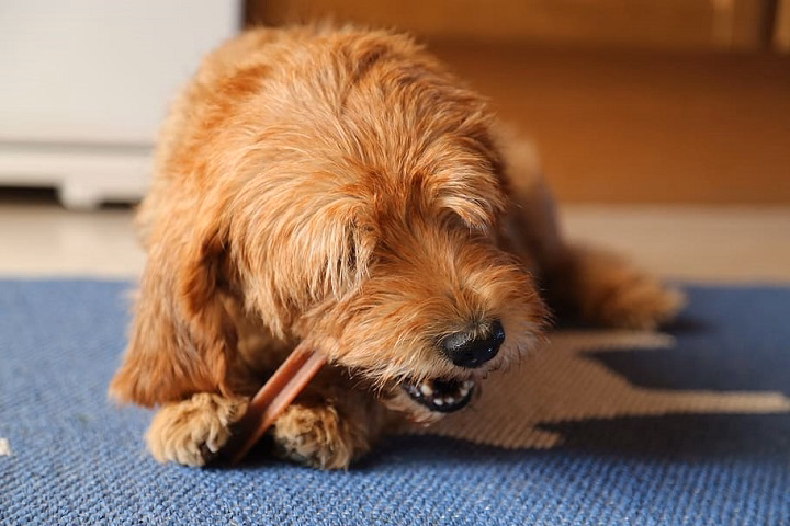 You are currently viewing GoodRx for Pets: A Complete Guide to Pet Medicines at Low Prices