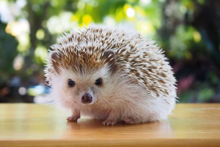 You are currently viewing Everything You Need to Know About Having a Hedgehog as a Pet