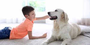 Read more about the article Knoxville Craigslist Pets: Find Your Perfect Companion Within the Volunteer State