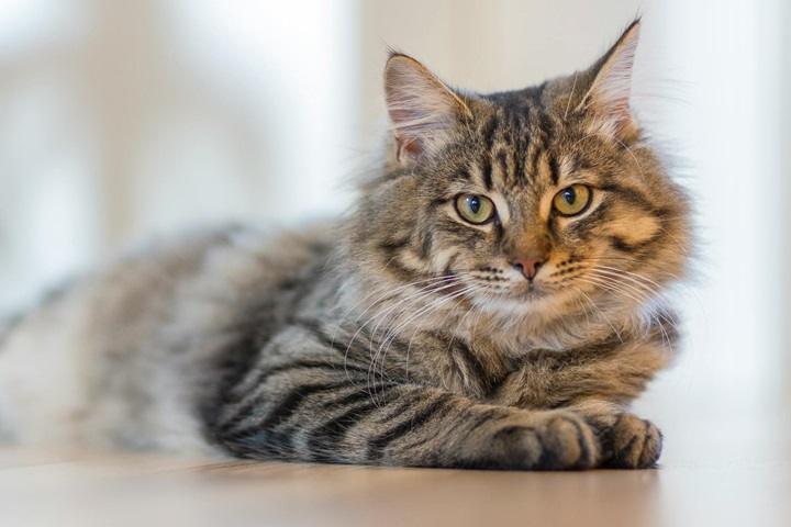 You are currently viewing When Do Male Cats Start Spraying? Understanding the Behavior and Its Causes