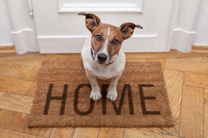Advice on Keeping Your Carpet Pet Friendly