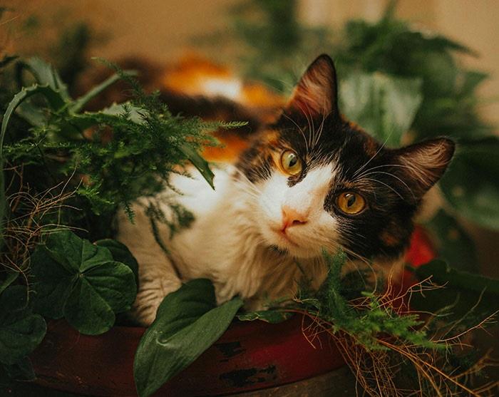 Alternative Ways to Keep Cats Safe Around Plants