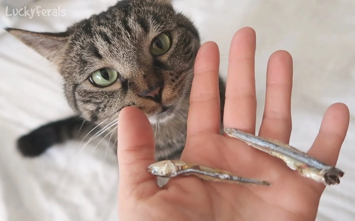 Are Sardines Safe for Cats 1