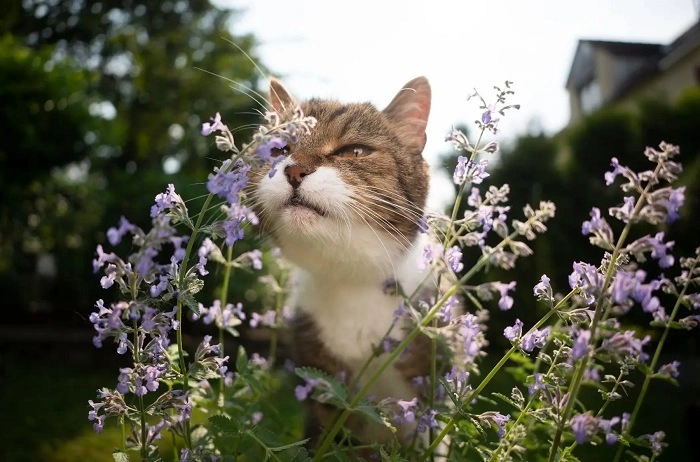 Benefits of Catnip Tea for Cats 1