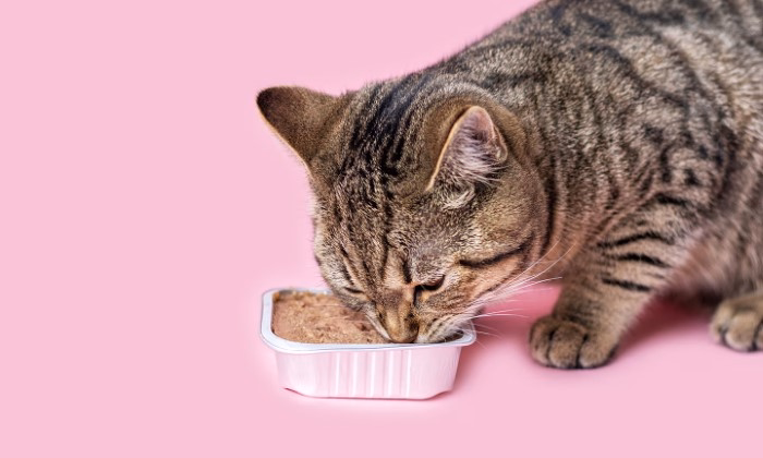 Benefits of Feeding Your Cat Science Diet