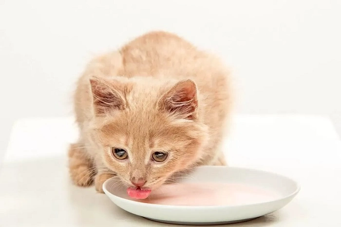 Benefits of Oatmeal for Cats
