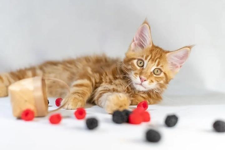 Read more about the article Can Cats Have Raspberries? Everything You Need to Know