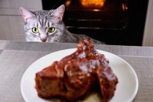 Read more about the article Can Cats Safely Eat Steak? Everything You Need to Know