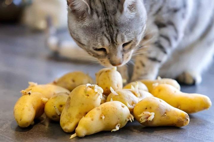 You are currently viewing Can Sweet Potatoes Be Safe and Healthy for Cats?